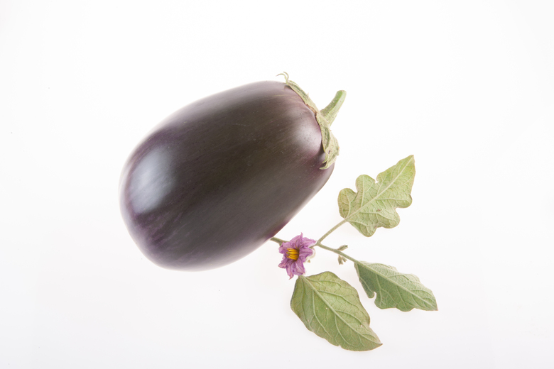Bellezze Nera